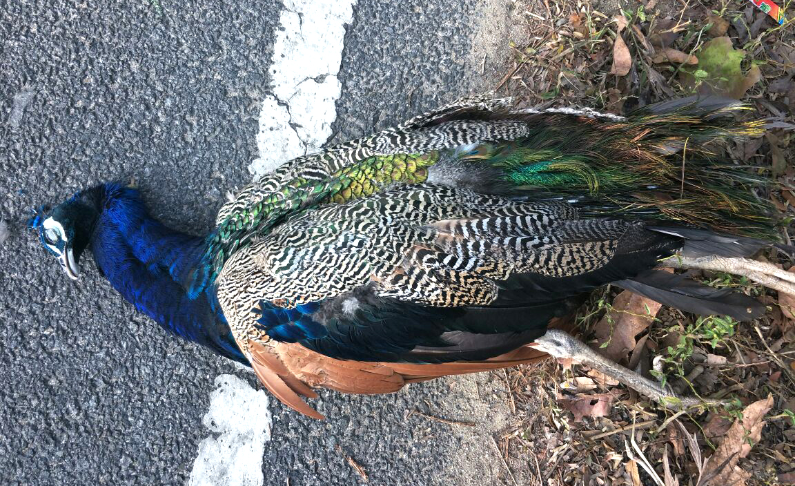 ಅಪರಿಚಿತ ವಾಹನ ಢಿಕ್ಕಿ: ನವಿಲು ಮೃತ್ಯು